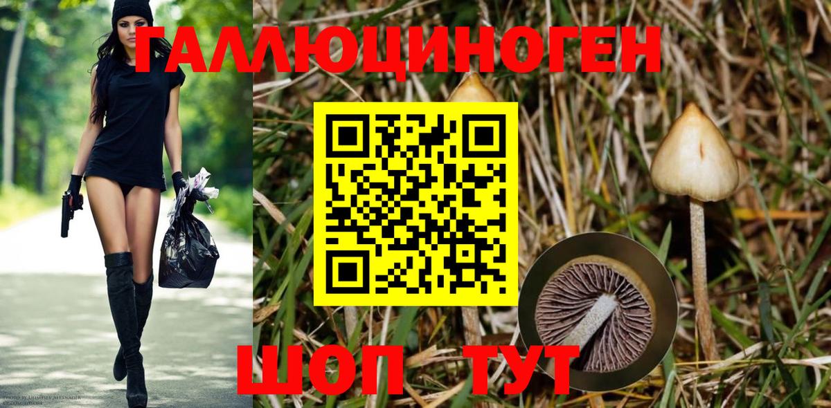 Асино  Галлюциногенные грибы мухоморы  закладка  Псилоцибиновые грибы Psilocybe  Вход с VPN 
